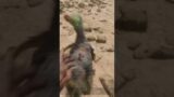 Day 15 of taming a dodo in Ark until Ark 2 comes out #shorts #gaming #trending #viral #ark